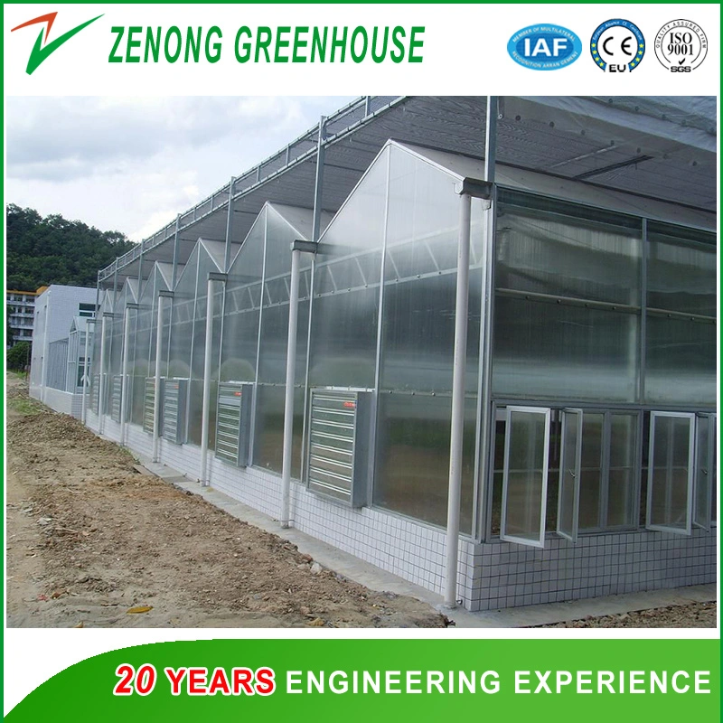 PC Sheet Multi-Span Greenhouse Convenient for Mechanized Operation with Ventilation system Suitable for Year-Round Planting