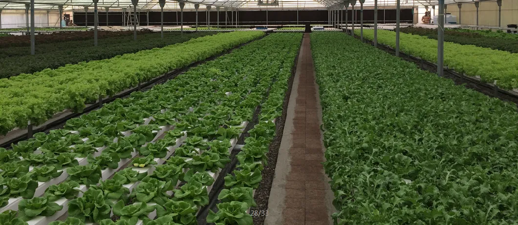 Greenhouse Nft Growing Systems for Farm Cultivation