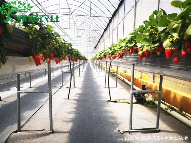 Elevated Strawberry Planting System for Hydropinics Strawberry