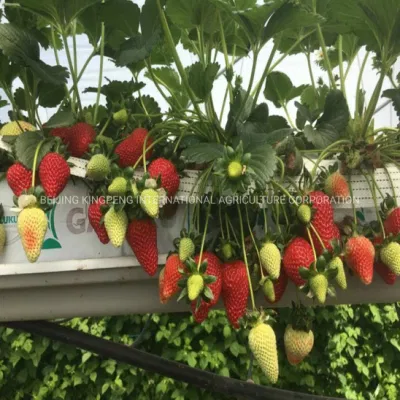 Attrezzi da giardino Materiali per serre/Materiali da costruzione agricoli