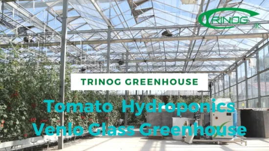 Trinog Greenhouse commerciale NFT sistema idroponico verticale urbano per pomodorini in serra