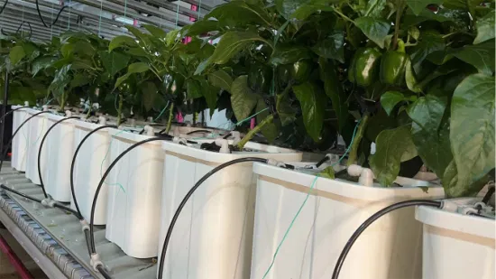 Sistema di semina automatizzato Rack di coltivazione verticale Multistrato Smart Farm per ortaggi